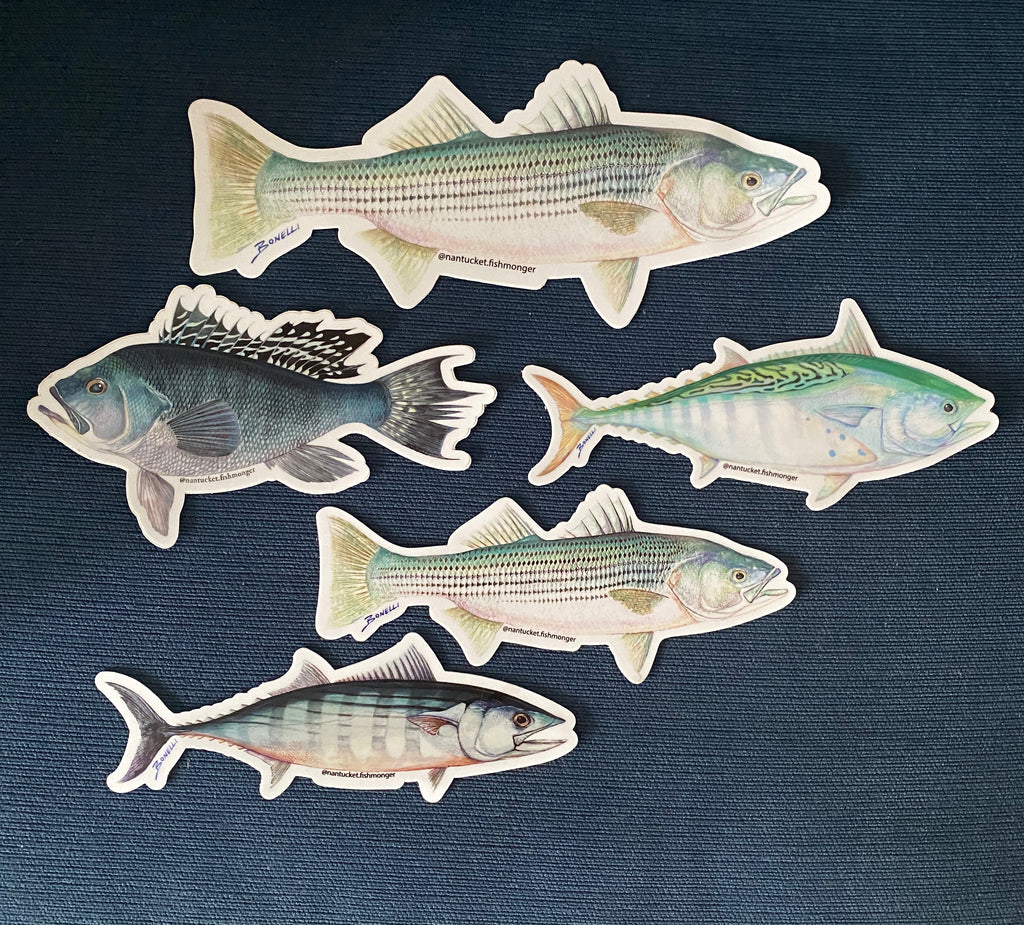 Striped Bass Large Decals and Stickers | 16-60