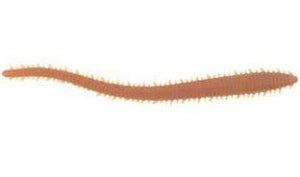 Berkley Gulp Sandworm